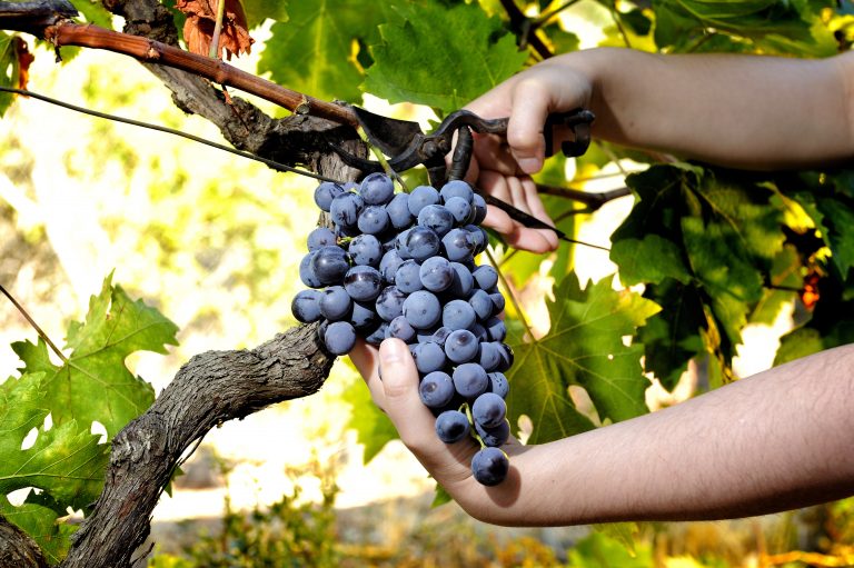 Degustazioni di vino in Sardegna ed escursioni