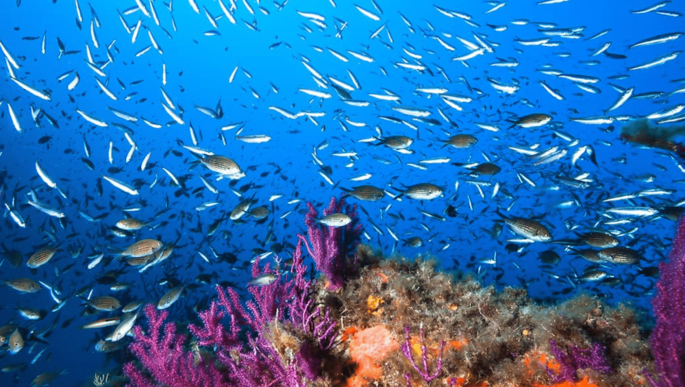 Natural acquarium in Sardinia| Sealife in Sardinia with dranexperience.com