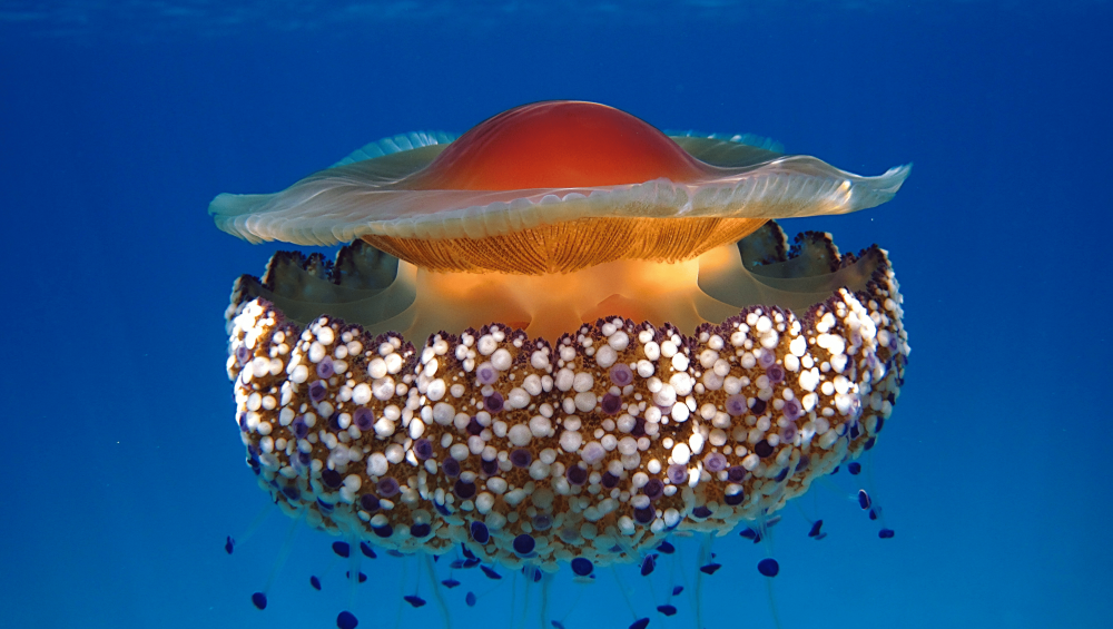 Cassiopea Jellyfish |