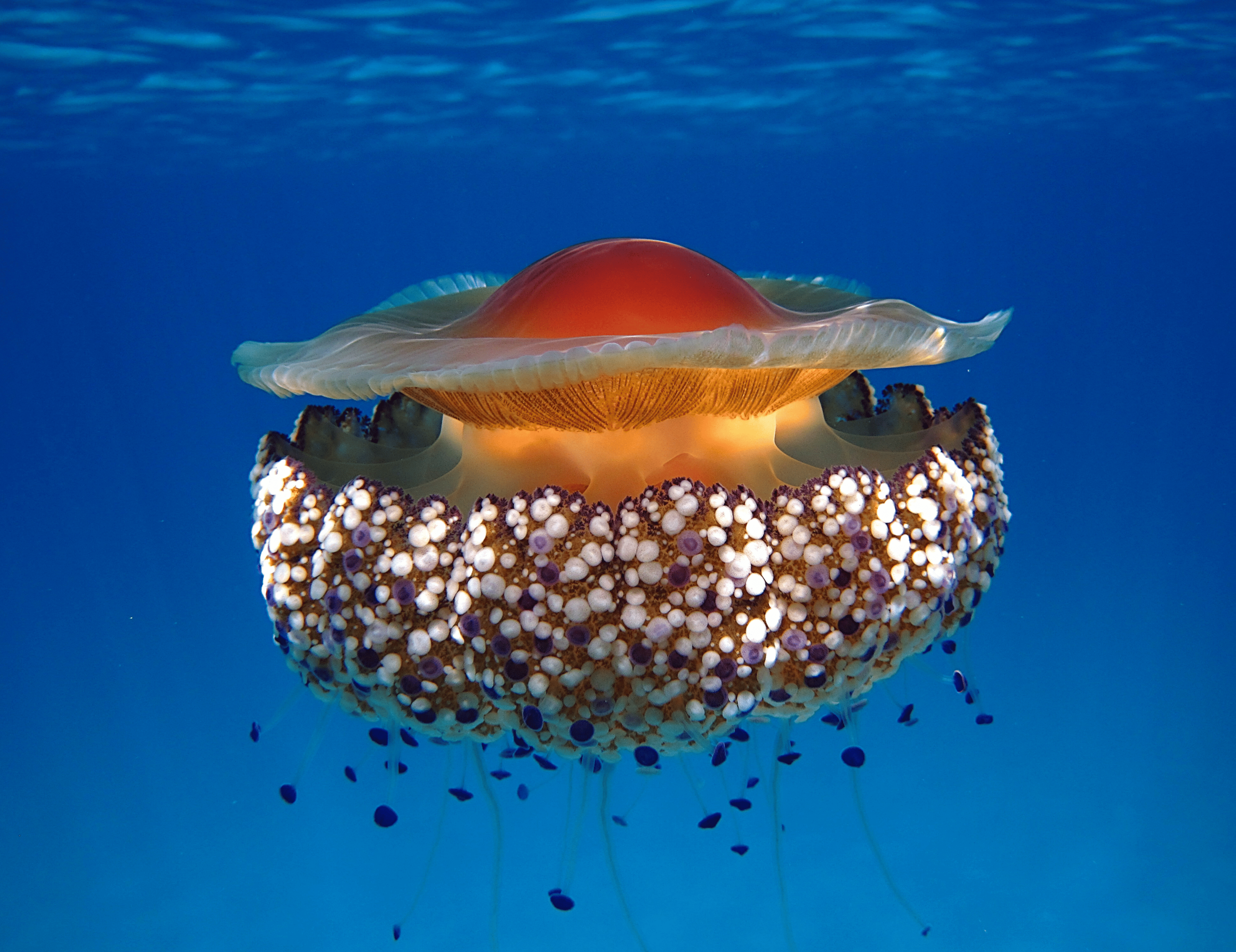 Cassiopea Jellyfish |